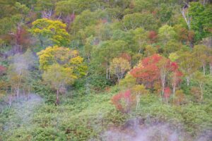 ニセコ湯本温泉大湯沼の紅葉