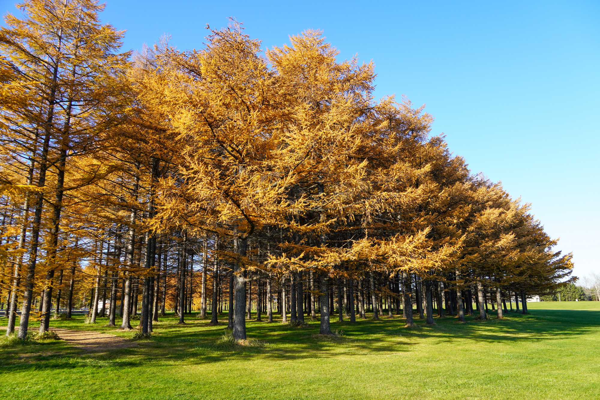 北海道札幌市東区の紅葉名所一覧