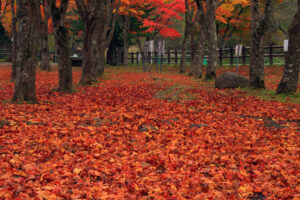 笹流ダムの紅葉