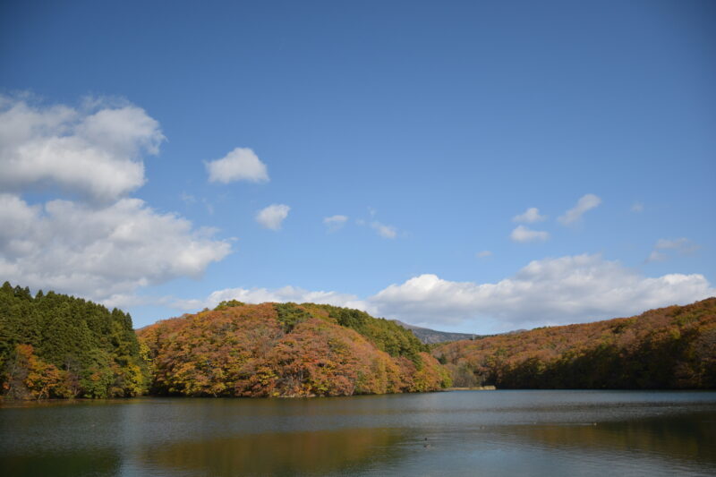 笹流ダムの紅葉