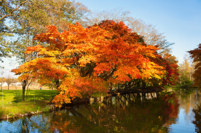 清水公園