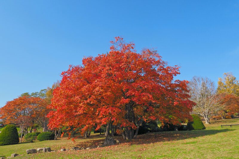 手宮緑化植物園の紅葉