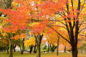 常磐公園の紅葉