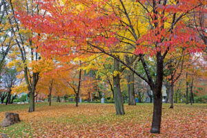 常磐公園の紅葉