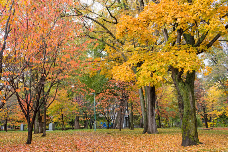 常磐公園の紅葉