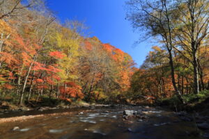 鳥崎渓谷の紅葉