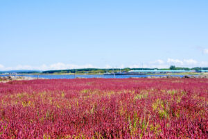 能取湖サンゴ草群落地