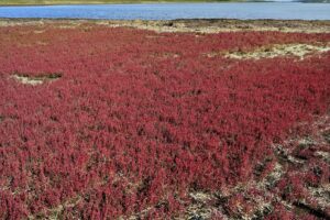 ワッカ原生花園サンゴ草群生地