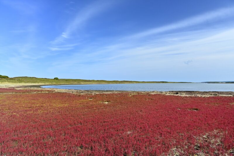 能取湖サンゴ草群落地