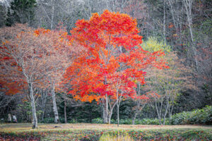 福原山荘の紅葉