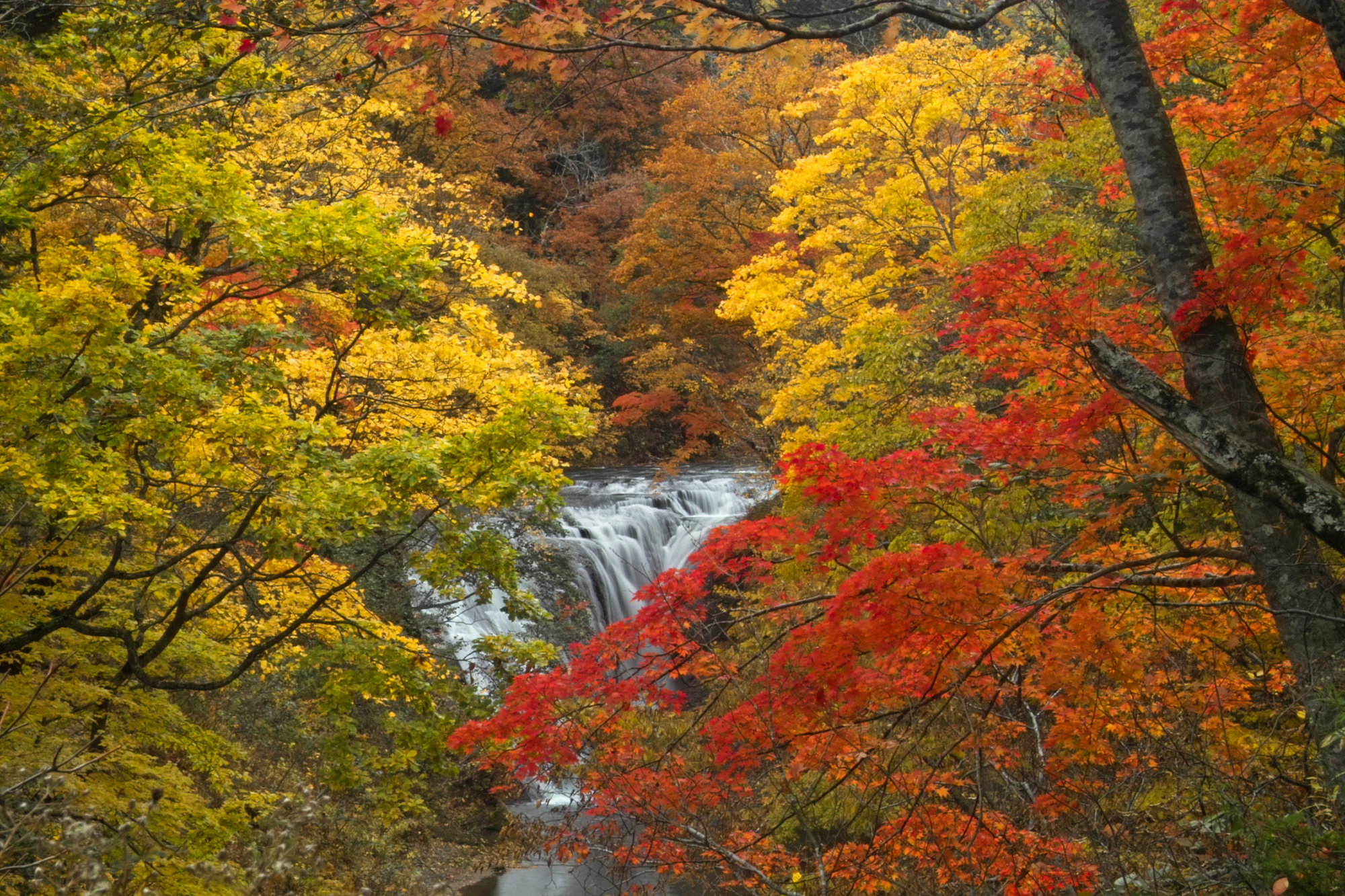 北海道恵庭市の紅葉名所一覧