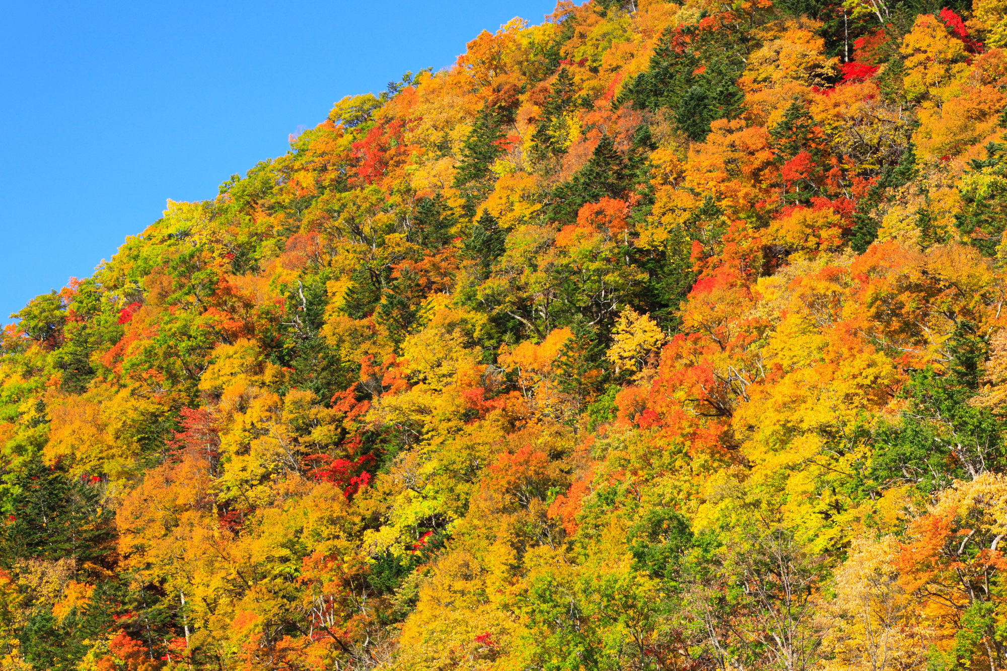 北海道富良野市の紅葉名所一覧