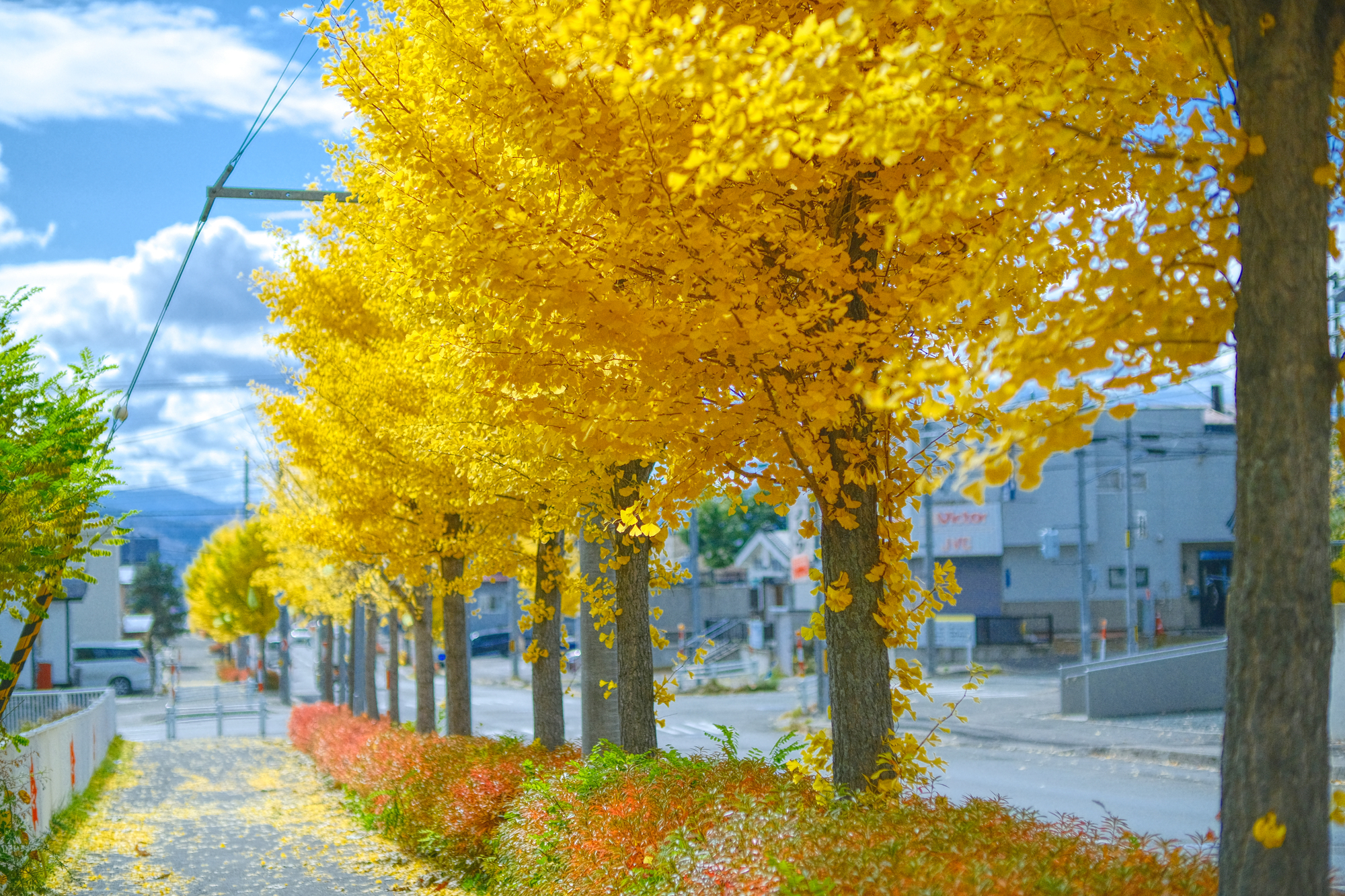 北海道北見市の紅葉名所一覧