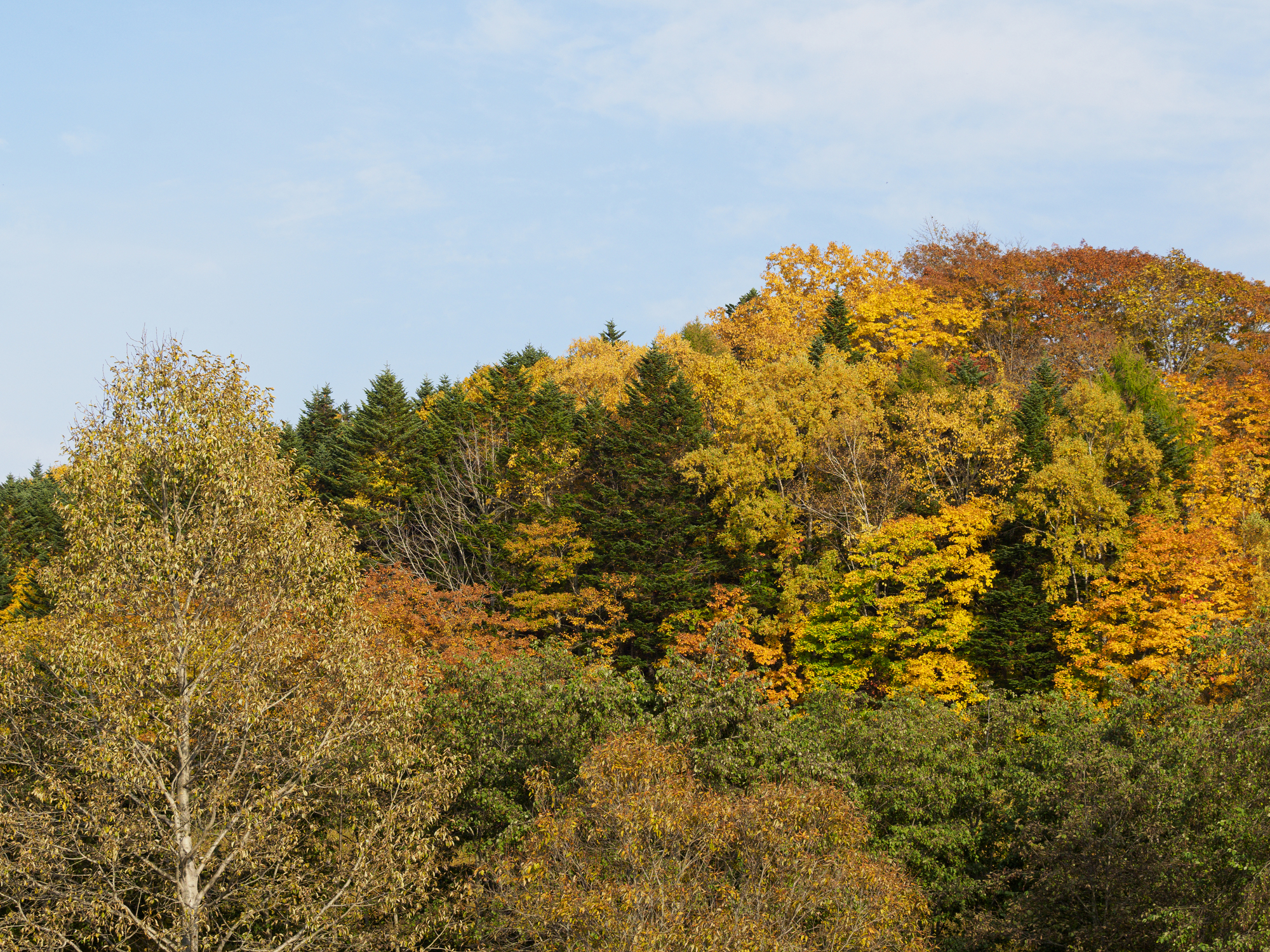 北海道栗山町の紅葉名所一覧