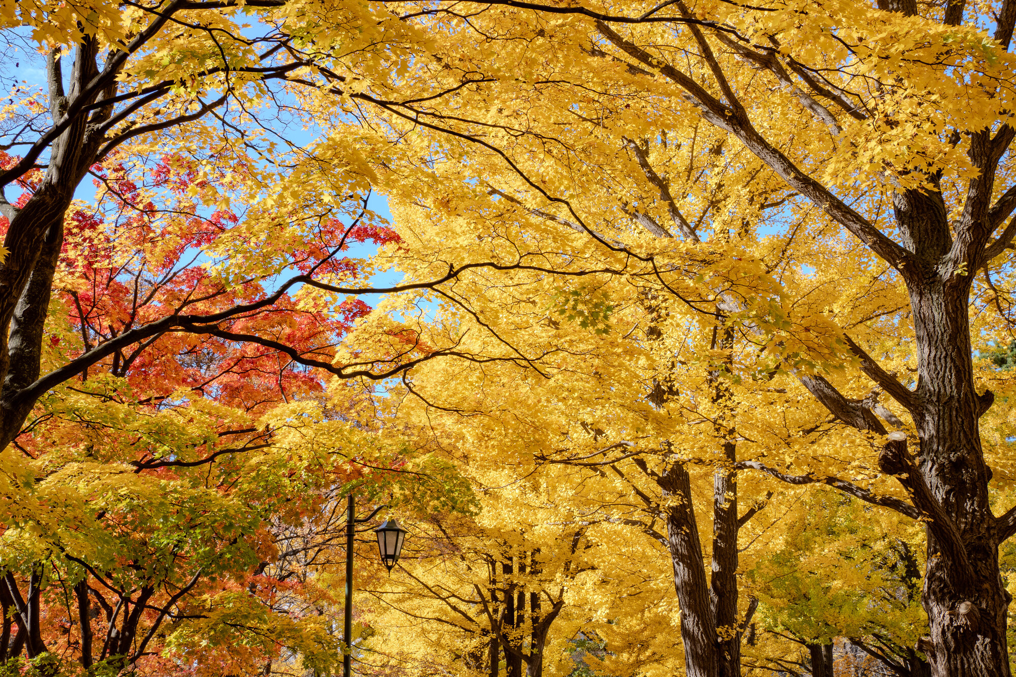 北海道札幌市北区の紅葉名所一覧