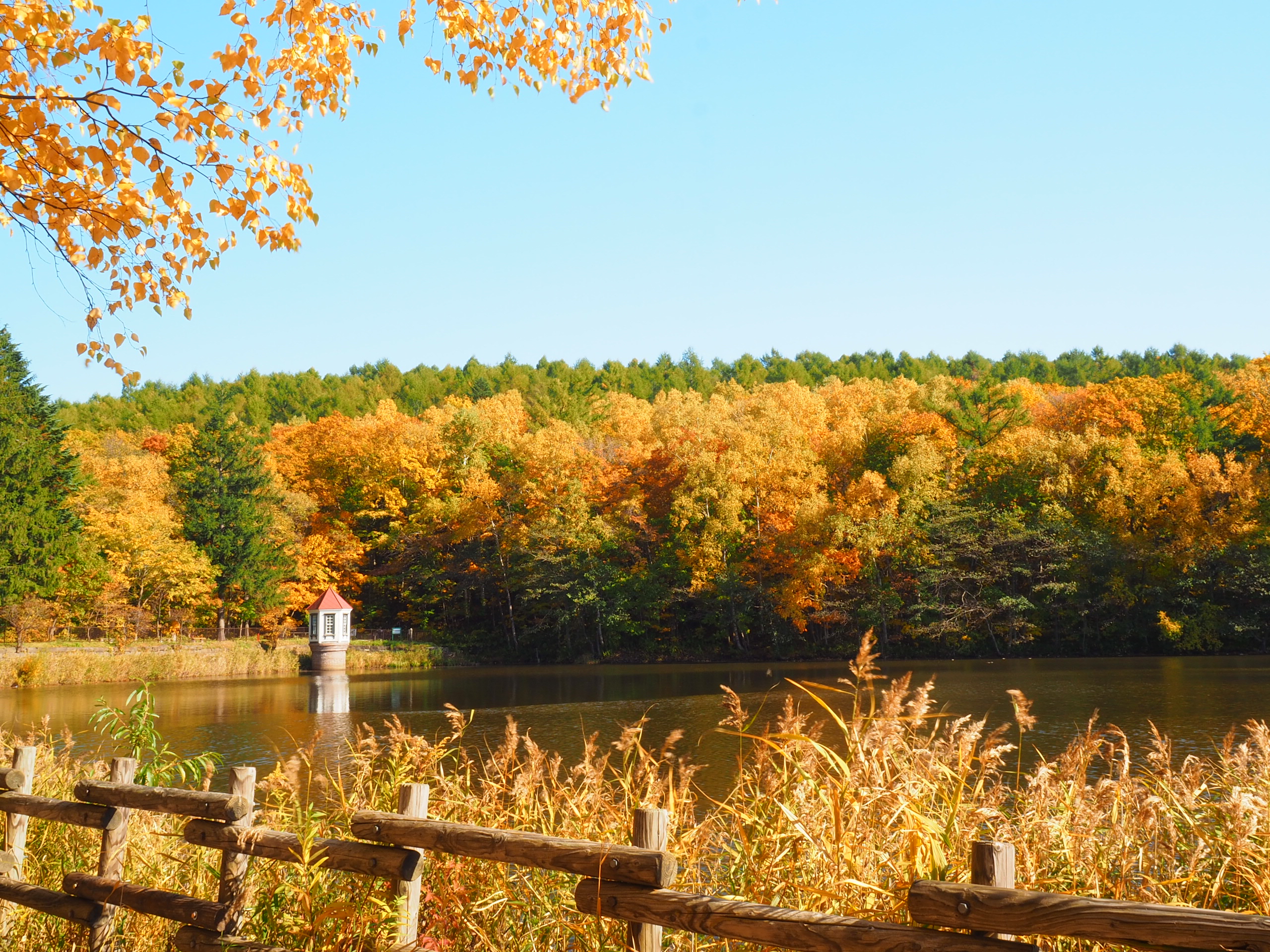 北海道札幌市豊平区の紅葉名所一覧