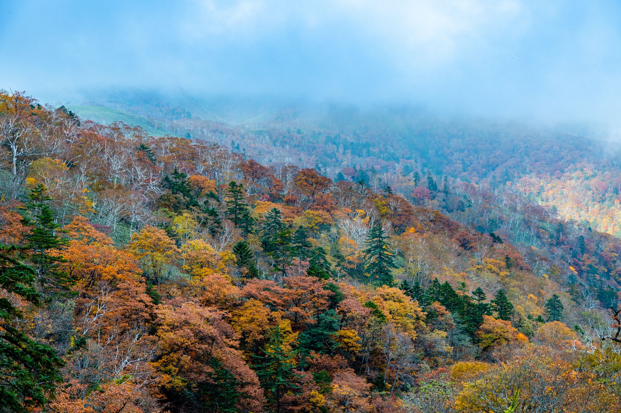 北海道白老町の紅葉名所一覧