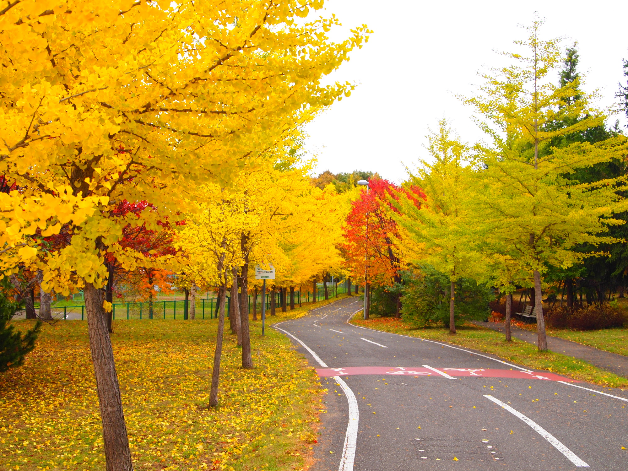 北海道札幌市白石区の紅葉名所一覧