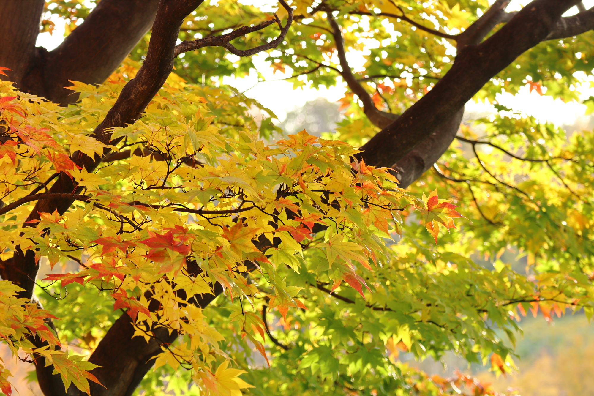 北海道札幌市西区の紅葉名所一覧