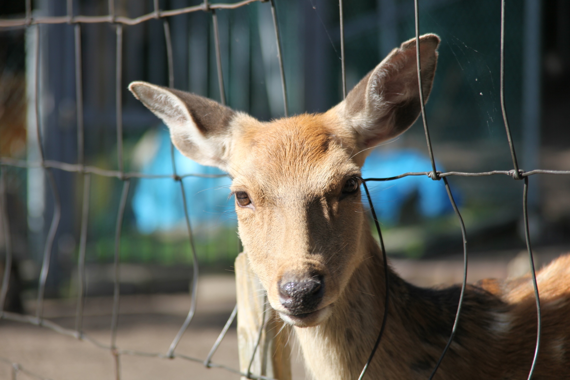 北海道安平町の動物スポット一覧