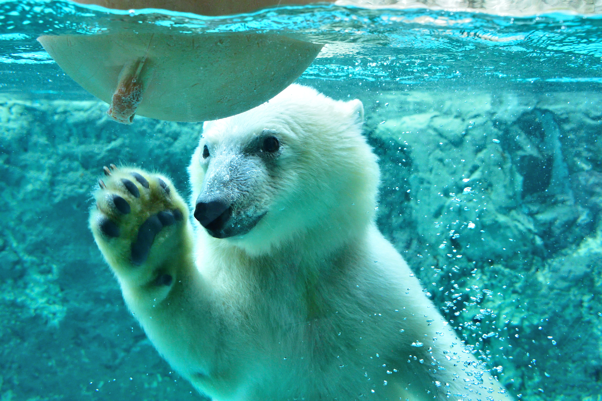 北海道旭川市の動物スポット一覧