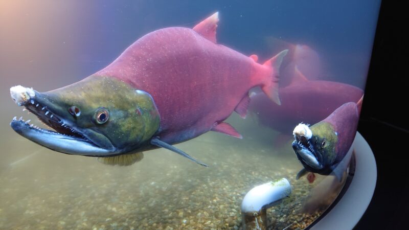 北海道千歳市の動物スポット一覧