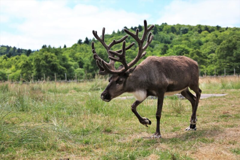 北海道幌延町の動物スポット一覧