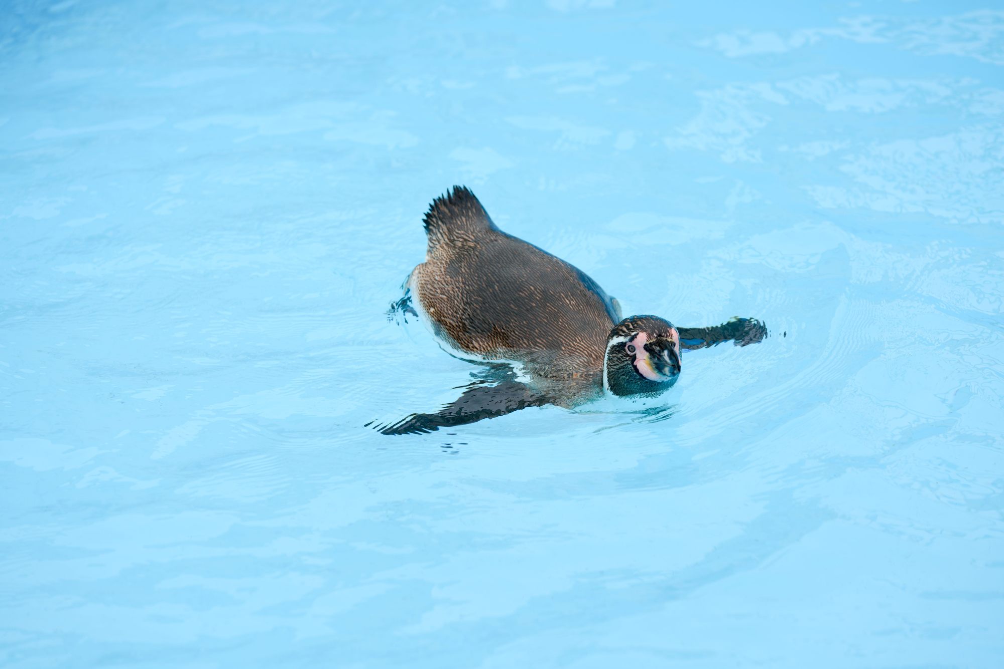 北海道室蘭市の動物スポット一覧