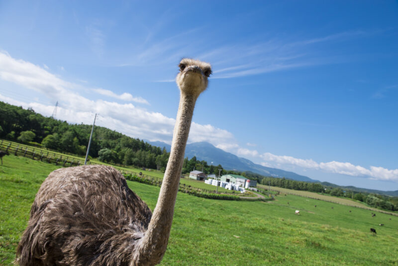 北海道ニセコ町の動物スポット一覧