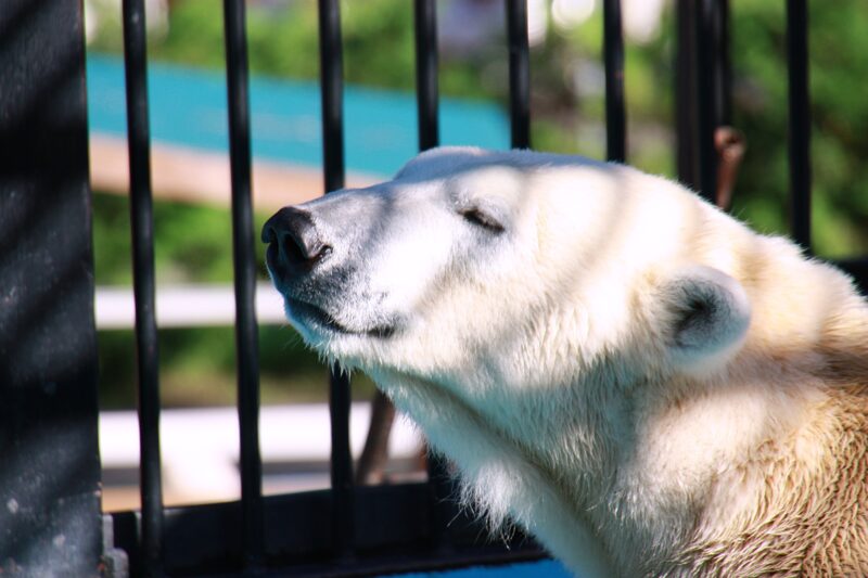 北海道帯広市の動物スポット一覧