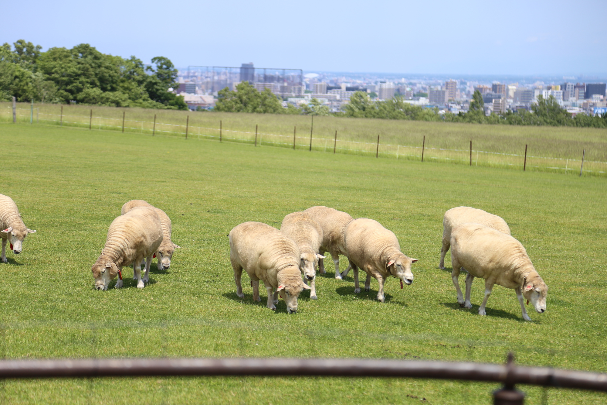 北海道札幌市豊平区の動物スポット一覧