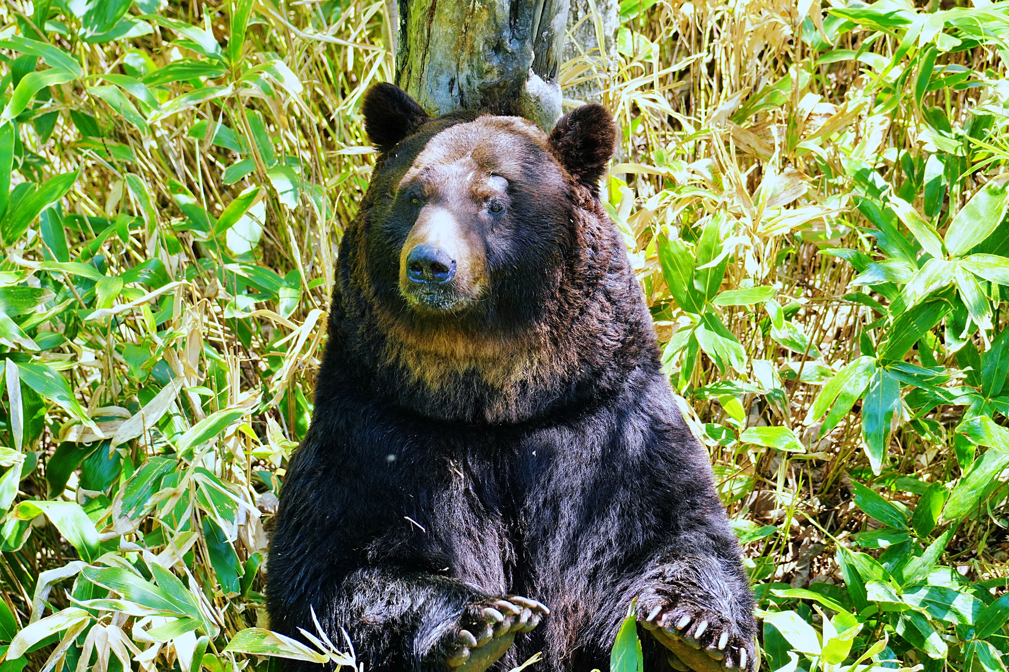 北海道新得町の動物スポット一覧