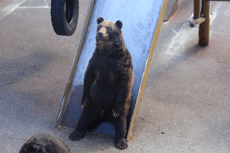 北海道壮瞥町の動物スポット一覧