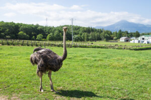 第二有島だちょう牧場