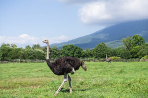 第二有島だちょう牧場