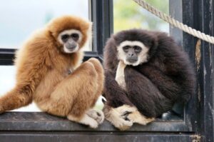 旭山動物園テナガザル