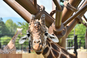 旭山動物園キリン