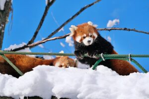 旭山動物園レッサーパンダ