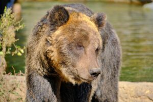 旭山動物園ヒグマ