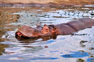 旭山動物園カバ