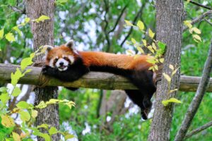 旭山動物園レッサーパンダ