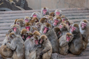 旭山動物園サル