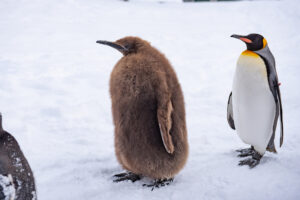 旭山動物園ペンギン