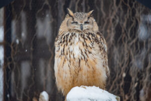 旭山動物園フクロウ