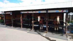 アースドリーム角山農場馬えさやり