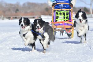 えこりん村犬ぞり