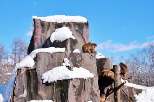 釧路市動物園サル山