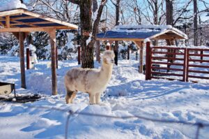 釧路市動物園アルパカ