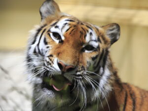 釧路市動物園アムールトラ