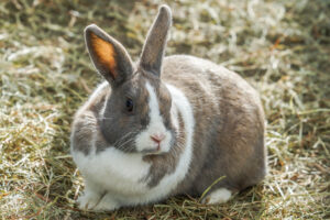 釧路市動物園ウサギ